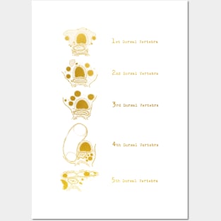 Trachea Transverse Section Posters and Art